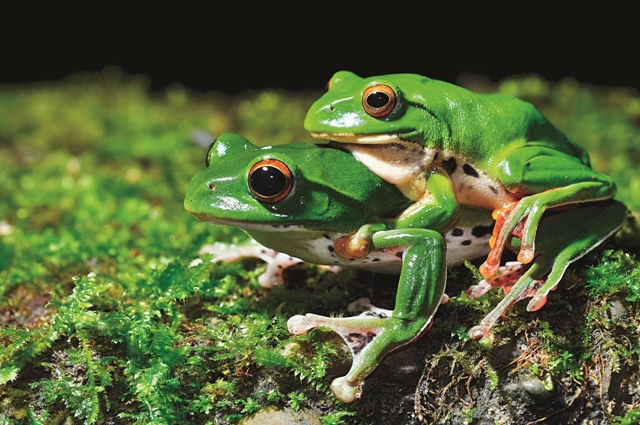 莫氏樹蛙的繁殖期較長，由初春到秋季。