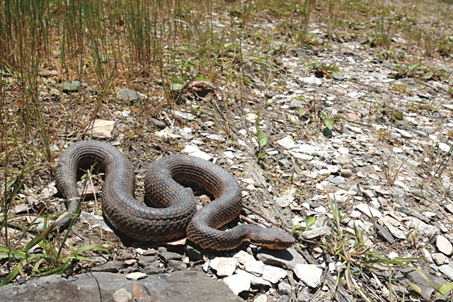 菊池氏龜殼花臺灣海拔分布最高的毒蛇，也是少數日行性的蝮蛇種類。