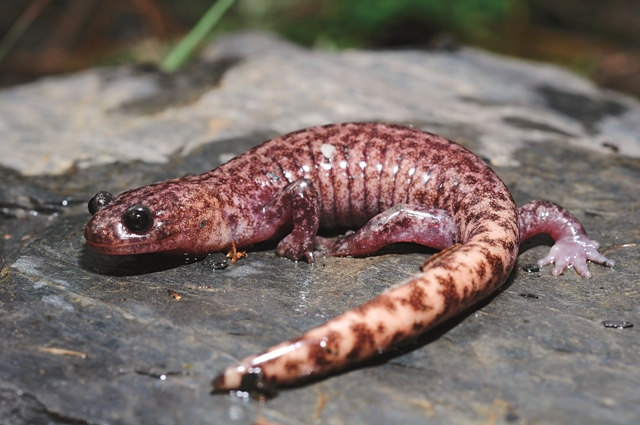 楚南氏山椒魚。