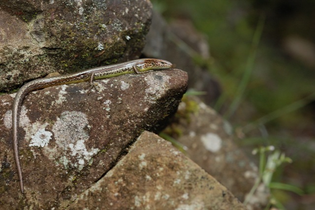 臺灣蜓蜥體型雖小，但卻是分類學家眼中的大難題。