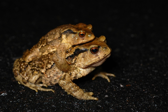 盤古蟾蜍是臺灣體型最大的兩棲類，廣泛分布在各個海拔的溪流旁。