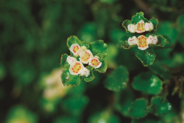 大武貓兒眼睛草。