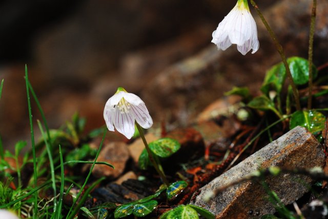 大霸尖山酢醬草。