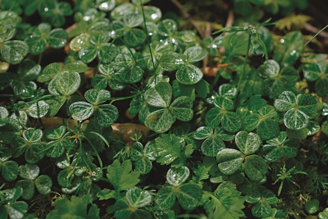 大霸尖山酢醬草。。