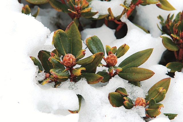 玉山杜鵑於雪山圈谷覆雪情形