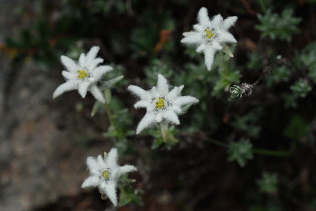 玉山薄雪草花序苞片上覆有白色綿毛具有蓄熱效果。