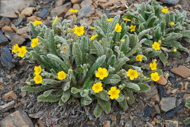 雪山飜白草的花莖、葉面、背均密生白色絨毛。