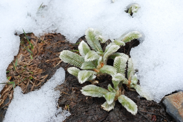 雪山飜白草融雪後即利用雪水迅速生長搶得先機。