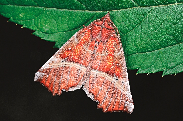鮮艷火紅的棘刺裳夜蛾