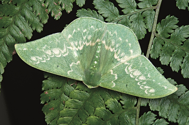 如綠葉般的單點鐮翅青尺蛾。