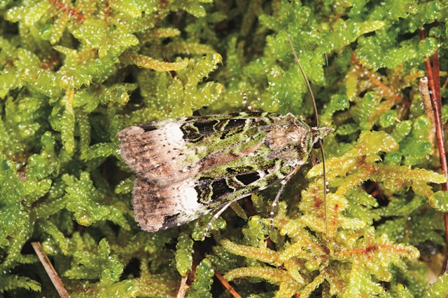 披苔蘚綠色調的台彩魯夜蛾