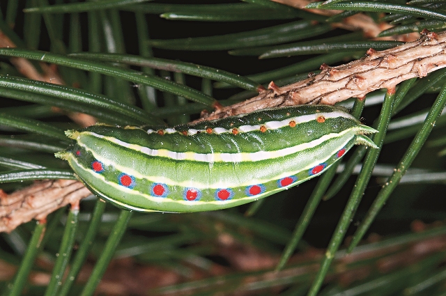 矮綠刺蛾幼蟲具有能融入背景的隱蔽綠色，背側顯眼的紅斑則被推測可在天敵近距離攻擊前發揮警戒的效用