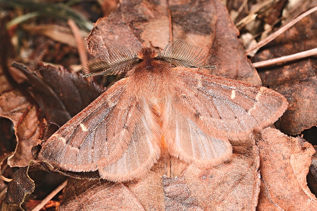薄翅栗舟蛾胸部與翅身具有較濃密的長毛或鱗片覆蓋。