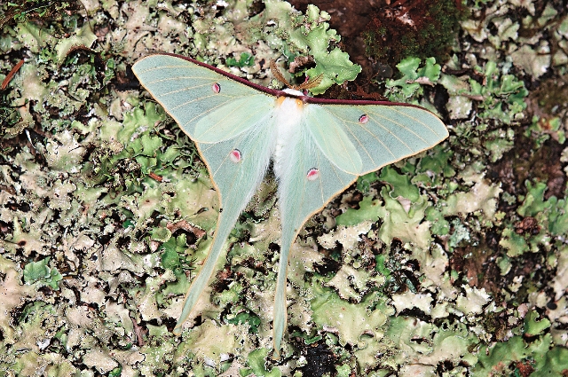 纖細優雅的姬長尾水青蛾