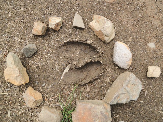 步道上與水鹿不期然的邂逅