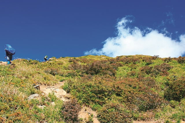 玉山箭竹與亞高山灌叢鑲嵌於合歡北峰步道上。 圖/鎖震峰