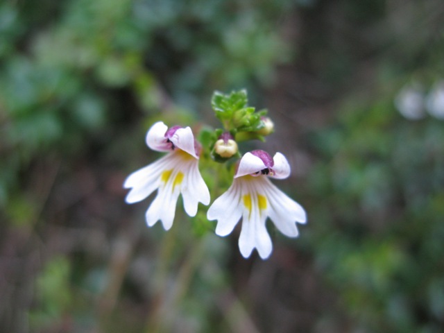 玉山小米草。圖／楊正雄