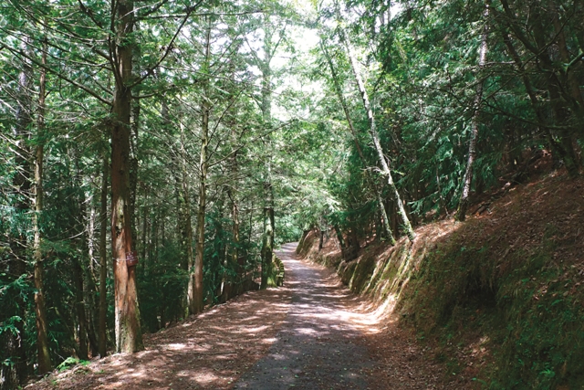 步道兩旁杉木夾道，一年四季皆綠意盎然。