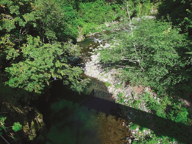 步道途中的吊橋適合觀察臺灣櫻花鉤吻鮭。