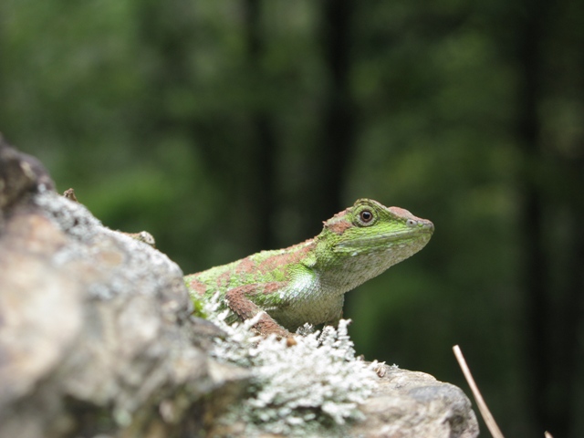 黃口攀蜥。圖／楊正雄