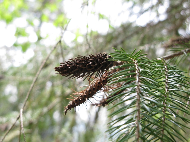 雲杉球芽蟲癭。圖／楊正雄