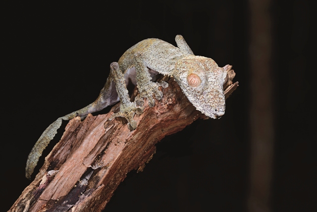 巨人葉尾守宮(Uroplatus giganteus )全長可達30公分以上。