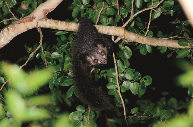 指猴 (Daubentonia madagascariensis ) 的外型怪異,竟因此招來險些滅種的厄運。