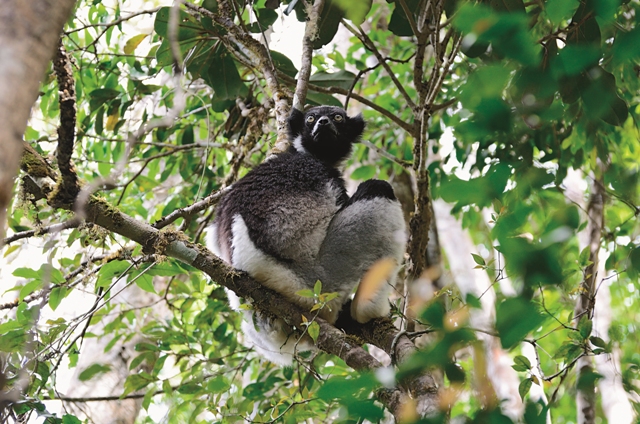 光面狐猴 (Indri indri )為現存最大的狐猴,族群量岌岌可危。