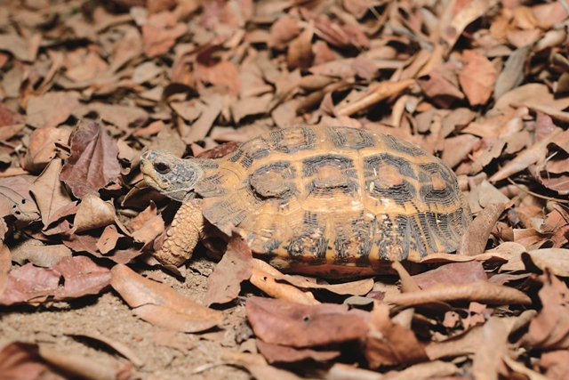 相當幸運地在扁尾陸龜(Pyxis planicauda )活躍度低的乾季末期發現牠。