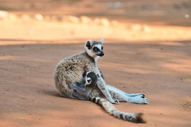 旅遊期間正好是環尾狐猴的育幼期。