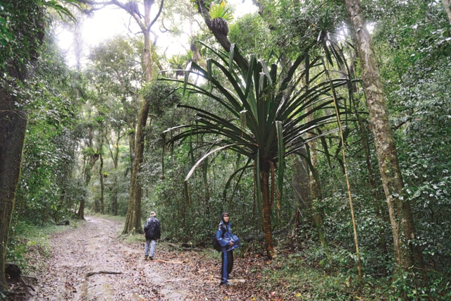 馬島北部的熱帶雨林,位於Amber Mountain National Park。
