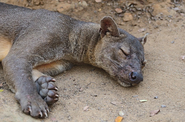 馬島長尾狸貓 (Cryptoprocta ferox ) 是馬島現存最大的陸上掠食者。