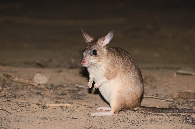 馬島倉鼠 (Hypogeomys antimena ) 的分布狹隘,數量稀少,非常需要相關單位的協助保育。