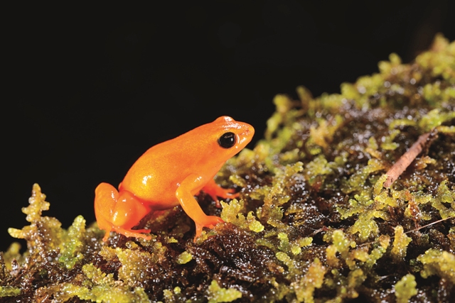 馬達加斯加金色曼蛙 (Mantella aurantiaca ) 的體色從金黃色、橘色到紅色都有,族群間差異不小。
