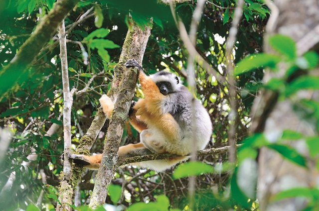冕狐猴 (Propithecus diadema ) 被譽為最美麗的狐猴之一。
