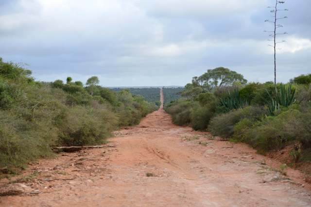 越往馬島南部走,看不到盡頭的土路兩側就越是出現帶有尖刺狀葉片的植物。