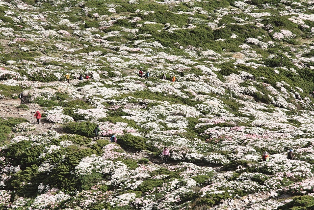 由玉山杜鵑和玉山圓柏所組成的矮盤灌叢，於5 月間形成的高山花海。圖／郭鳳嬌