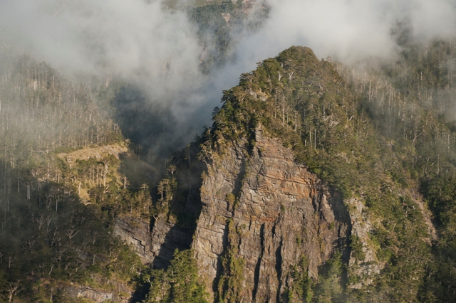 高海拔山區的林相。圖／劉思沂