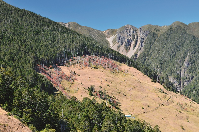 雪山三六九山莊後方的森林，因火燒後而形成玉山箭竹草原。