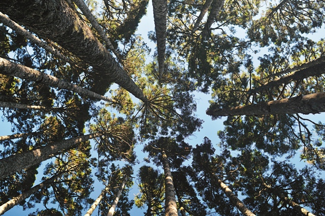 黑森林的臺灣冷杉林樹冠。