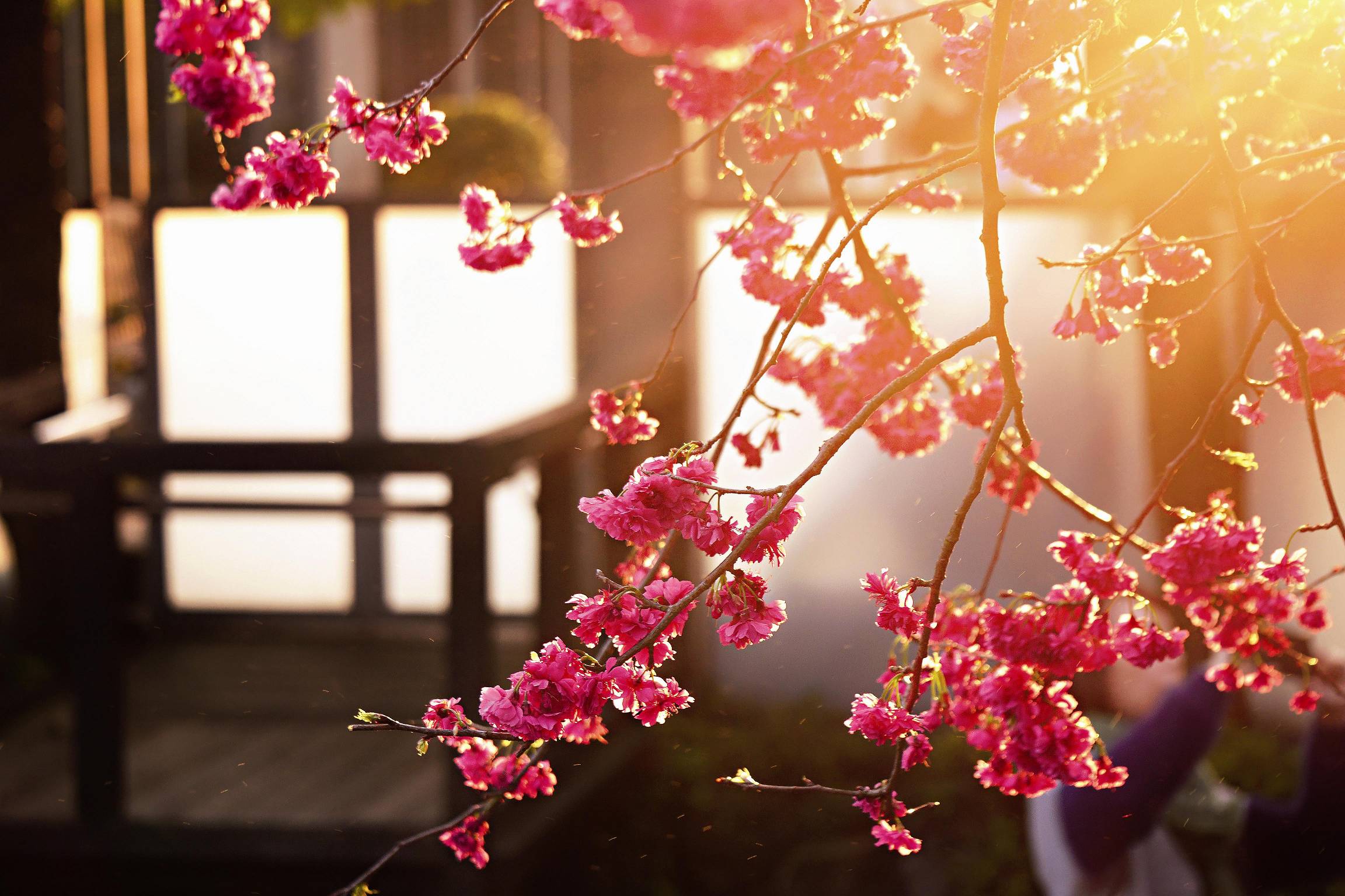 春櫻夕顏／徐思綺攝