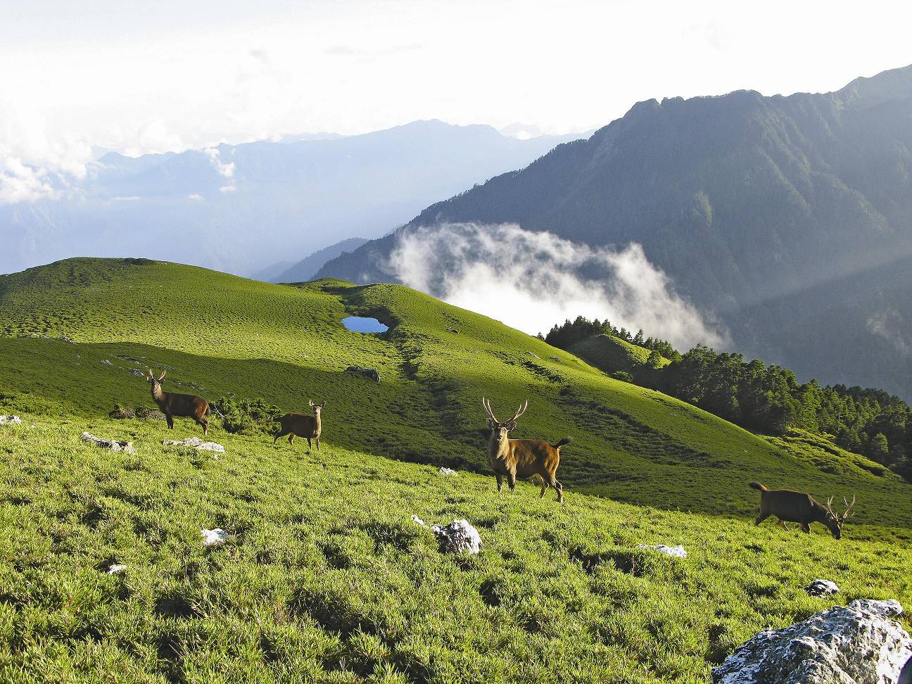 太魯閣國家公園內的臺灣水鹿／張玉蓮攝
