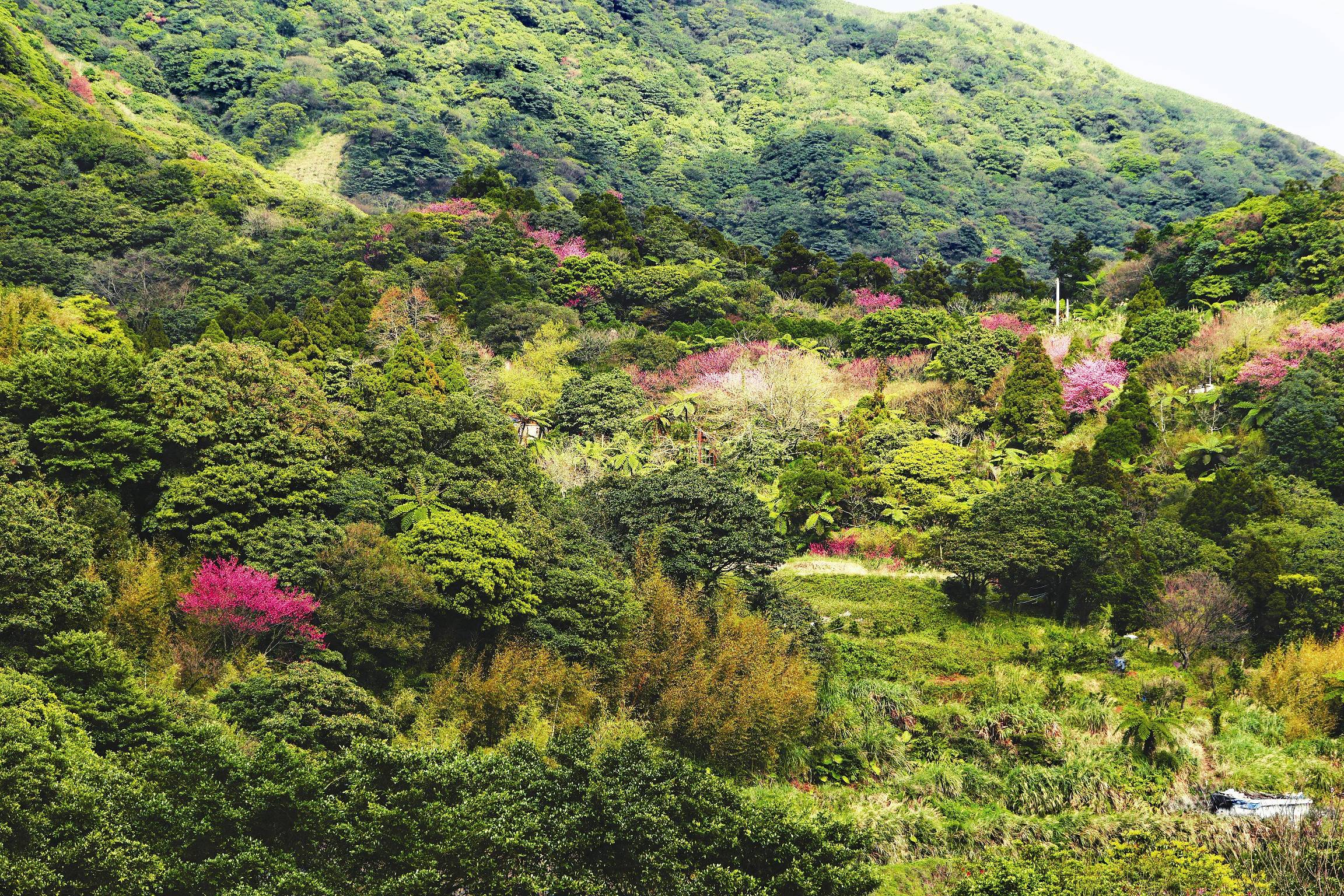 陽明山春景／徐思綺攝