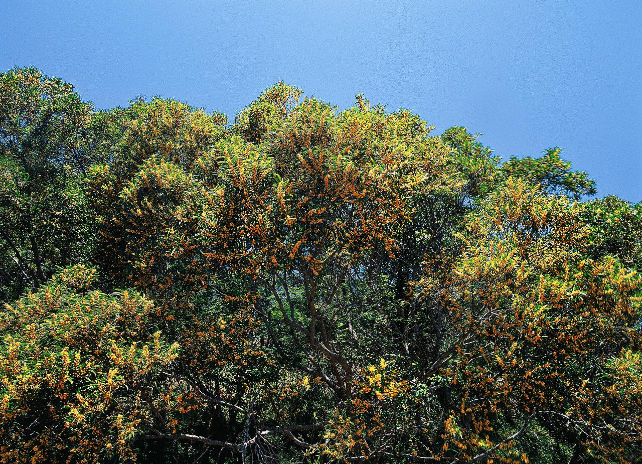 相思樹是熱帶季風林的優勢種，擁有由葉柄特化成的耐旱假葉／墾丁國家公園提供