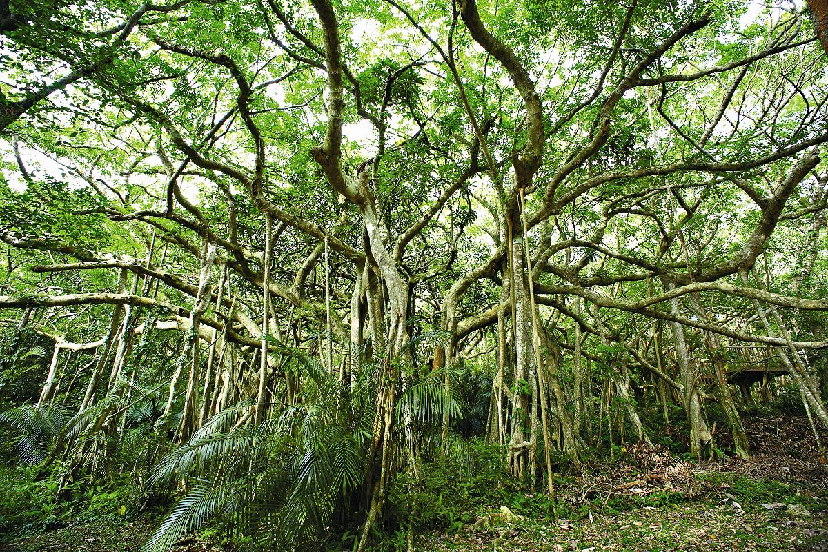 墾丁國家公園白榕／魯獅攝
