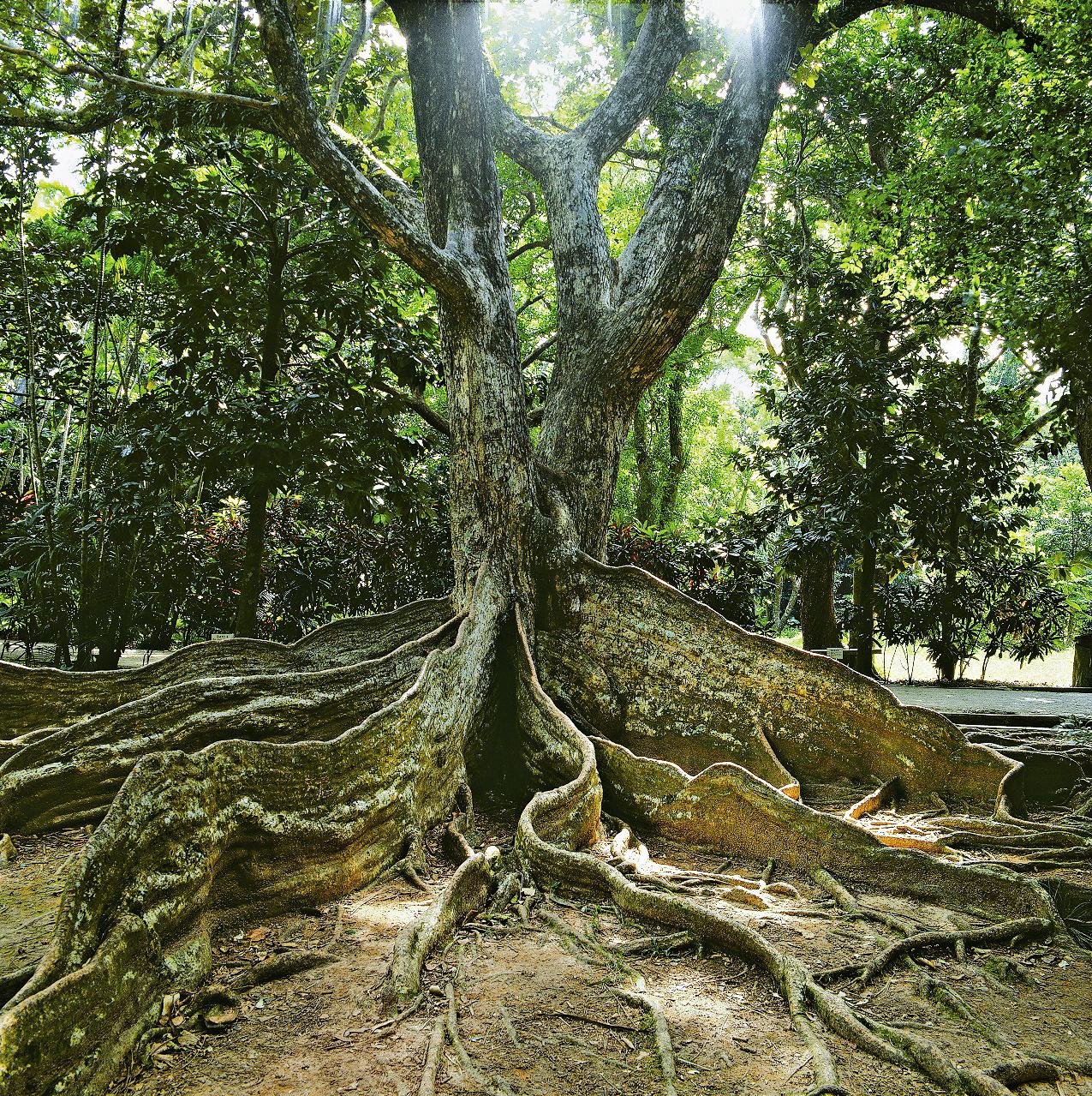 銀葉樹發達的板根/墾丁國家公園提供