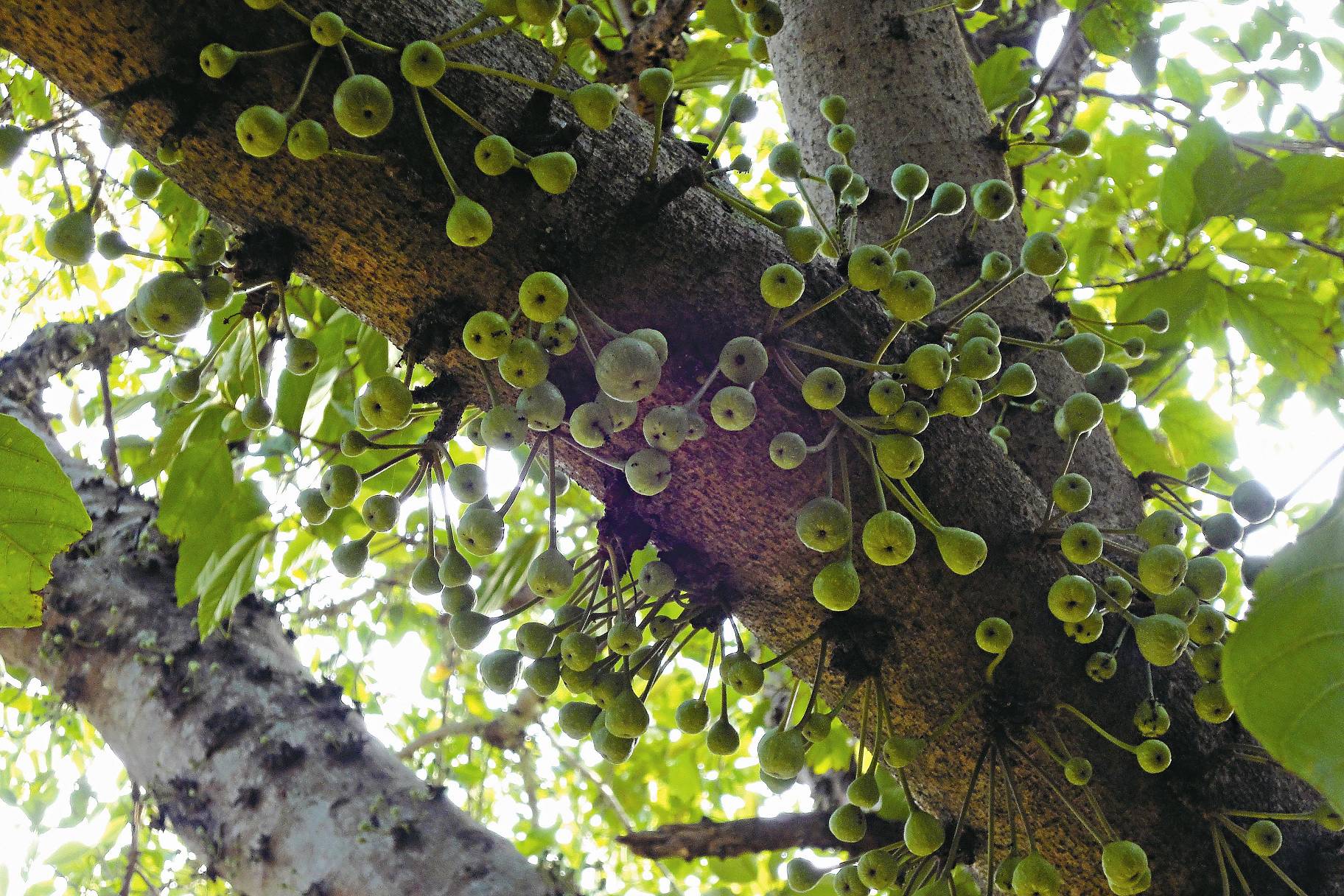 結實累累的幹花榕/楊國禎攝