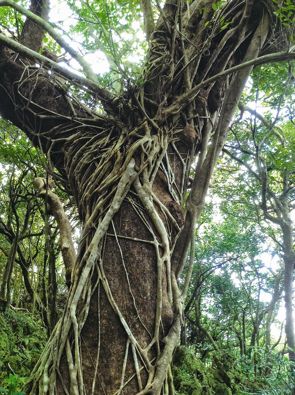 島榕纏勒茄苳／墾丁國家公園提供