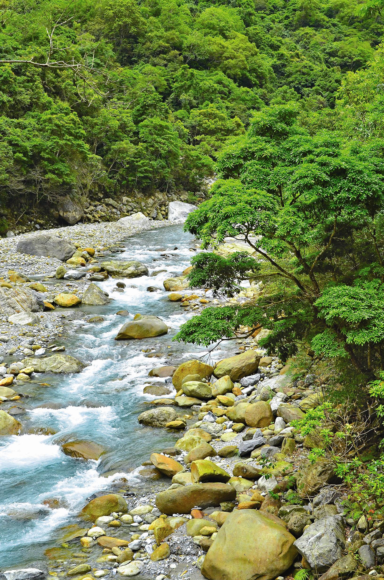 砂卡礑步道擁有熱帶季風雨林植被／林茂耀攝