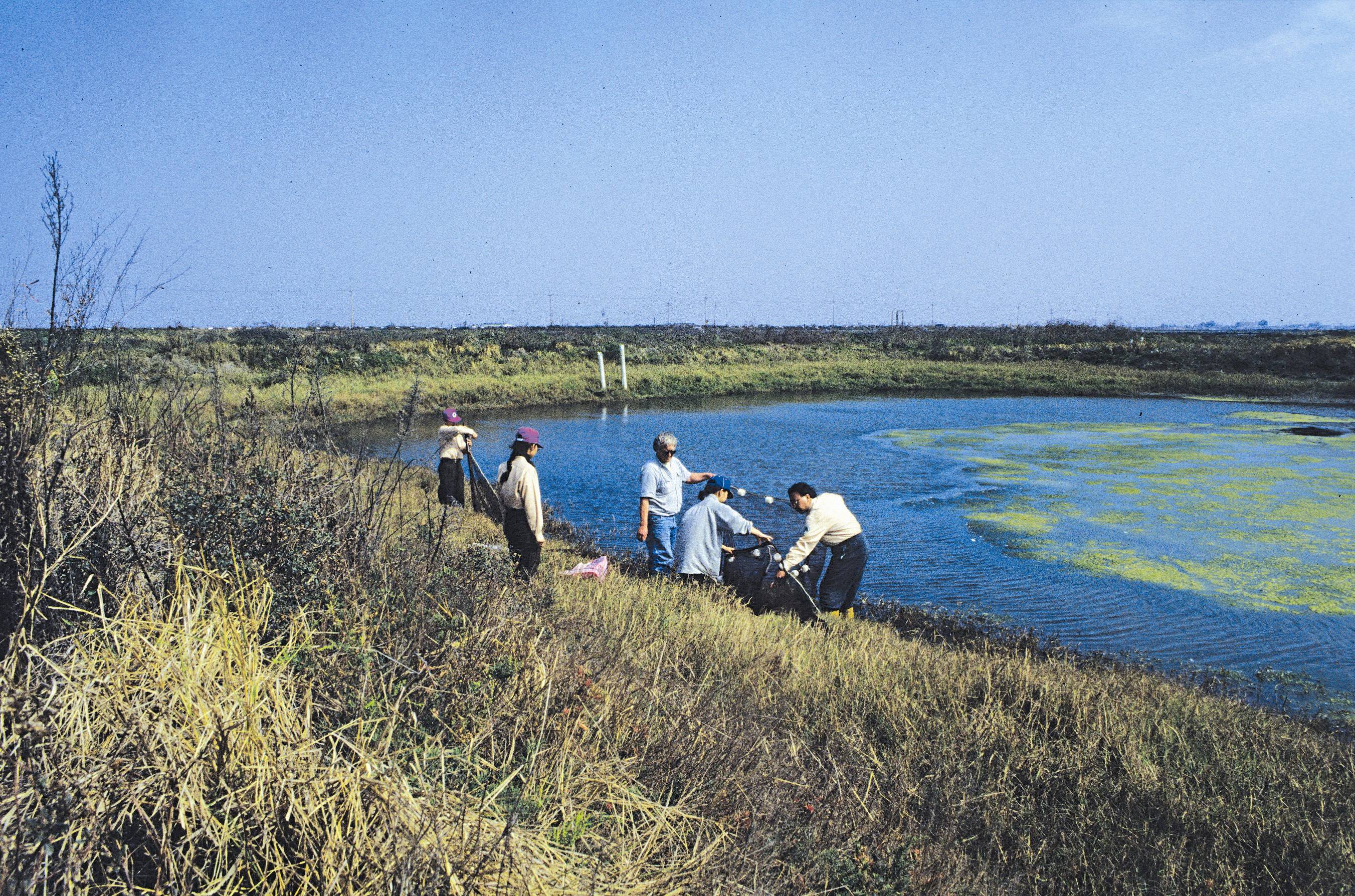 全球黑面琵鷺同步普查自1993年起展開，普查日期訂在1月中旬／劉靜榆攝